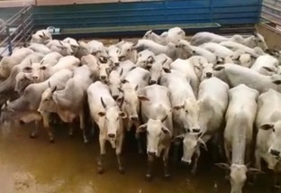 Giro do Dia: vacas Nelore da Fazenda Nova Canaã, de São Miguel do Araguaia-GO
