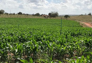 Vedação de pasto e consórcio com milho são opções para a entressafra no Nordeste