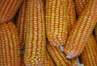 Quais são os fatores que estão impactando o preço do milho em 2018?