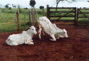 Quais são e como prevenir os principais tipos de clostridioses em bovinos?