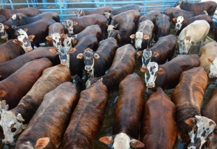 Pecuaristas têm trabalho reconhecido com bônus pela produção de carne de qualidade