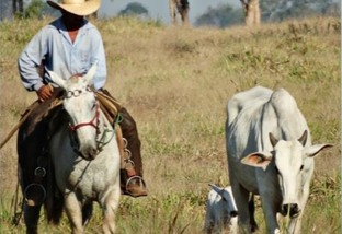 De cada dez fazendas brasileiras, nove estão expostas à diarreia viral bovina