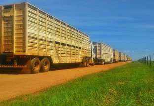 Caminhões de transporte de bovinos do Uboi. Foto: Divulgação/Uboi