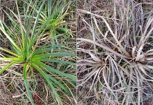 Expointer 2018: linha de defensivos combate ervas daninhas que acometem pastagens gaúchas
