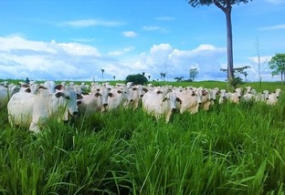 Pecuária é o maior exemplo de sustentabilidade do Brasil, diz agrônomo