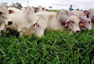 Rebanho bovino em pastagem adubada. Foto: Divulgação