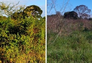 "Mudou a vida e a rotina das fazendas brasileiras”, diz especialista sobre novo defensivo de pastagens