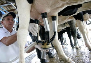Dez questões que você precisa saber sobre raças de leite no País