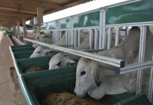 Qual será o futuro das pesquisas sobre eficiência alimentar de bovinos no Brasil?