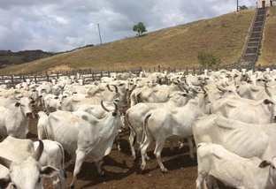 Taxa de prenhez em fazenda de Alagoas cresce 22,6% após controle da diarreia viral bovina