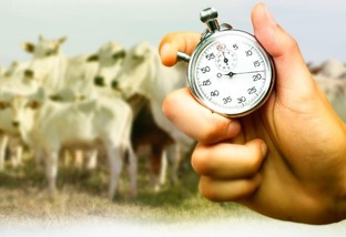 Para a pecuária ser lucrativa, boi deve ganhar ao menos 10 g a cada R$ 1 investido na fazenda
