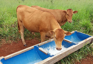 É uma boa opção suplementar vacas de cria e os bezerros com proteinado?