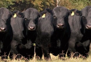 Que linhagem Angus é a ideal para cruzar com vaca Nelore?