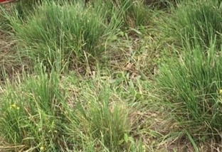 Infestação da planta daninha, o capim Annoni, em áreas de pasto na região Sul. Foto: Divulgação