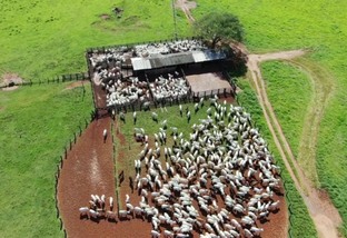 No mês do bem-estar, pecuarista ganha reforço para melhorar o manejo do gado no curral