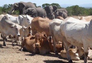 #GDB5anos: no Quênia, bois e elefantes compartilham o bebedouro; pesquisador relata experiência