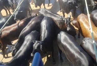 Aumentam abates de gado no Protocolo 1953 em Mato Grosso