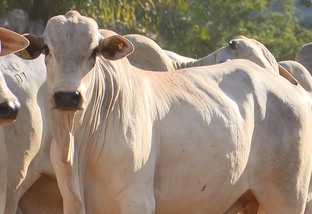 Verminose faz boi perder 40 quilos de carne por ano. Como se livrar do prejuízo