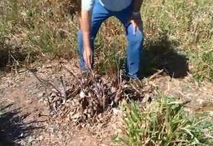 Como eliminar de vez a sapucaia, planta daninha comum no Cerrado?