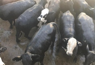 Criadores ajustam manejo e aumentam oferta de gado cruzado para produção de carnes premium