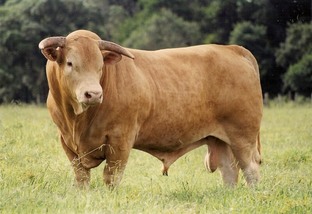 Vale a pena cruzar touro Caracu com vaca Nelore?