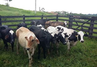 Quais raças de touros dão crias pesadas em cruzamento com vacas leiteiras?