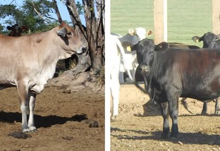 Qual touro vai cobrir vacas F1 Angus e Senepol e dar peso à desmama?