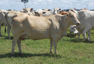 Como aproveitar o melhor das vacas ½ sangue Caracu no clima quente?