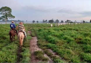 Vídeo mostra como é um dia de embarque de gado gordo na fazenda