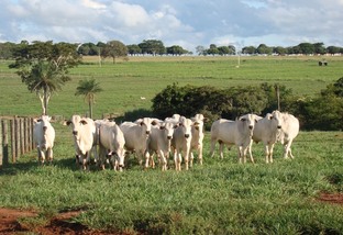 Lote de bovinos a pasto em áreas de pesquisa da APTA. Foto: Divulgação