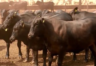 Em fazenda no MT quem decide o sistema de produção é o consumidor de carne
