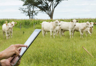 Gestão na fazenda: qual a diferença entre acompanhar e monitorar os dados da propriedade?