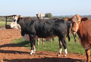 Posso cruzar vacas F1 com Braford na minha fazenda em Alagoas?