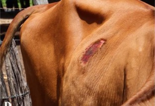 lesões de pele em bovinos