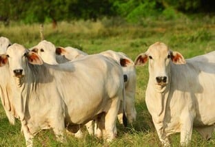 Lote de vacas Tabapuã em área de pasto. Foto: Divulgação
