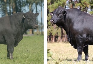 Angus ou Brangus: que touro usar sobre vacas Charolês e Canchim no PR?