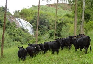 É possível produzir gado de carne macia em região montanhosa?