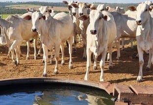 Febre catarral maligna pode matar bovino em 10 dias. Saiba prevenir
