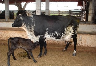 Devo tomar cuidados especiais se uma vaca parir em meio à lactação?