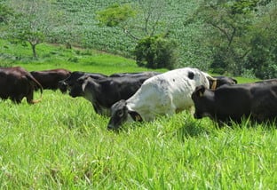 Girolando: como turbinar a produção com bovinos para corte?