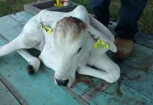 Criador pode prevenir diarreia neonatal em bezerros cuidando da vaca na gestação