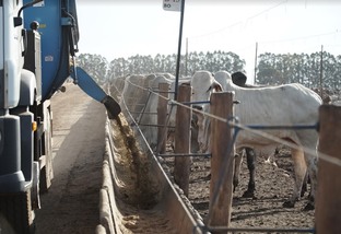 “Entressafra virou safra”, diz especialista sobre confinamento de gado de corte