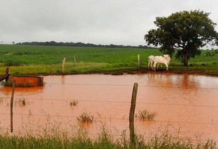 A água do açude chega barrenta no bebedouro do gado. O que posso fazer?