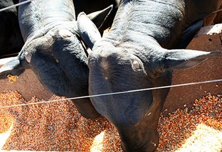 “Falta grão na nutrição dos bovinos no Brasil”, aponta zootecnista