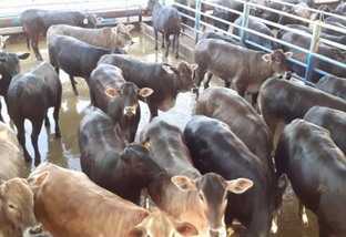 Em fazenda de SP, Pardo-Suíço desponta na produção de carne de qualidade