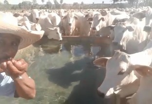 Vaqueiro prova qualidade de água do gado tomando direto do bebedouro