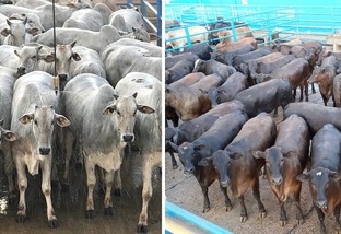 Especialista mostra exemplos da evolução do gado produzido em Minas, Goiás e Bahia