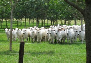 Nelore mantém competitividade da pecuária no Paraná em meio a redução de área