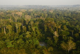 'Escritórios verdes' auxiliarão pecuaristas da Amazônia com legalização ambiental