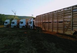 Uboi: aplicativo ajudou a transportar quase 4 milhões de bovinos pelo País